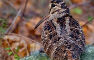 Moraine Event Will Focus On Unique Bird