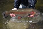 Trout Season Begins Tomorrow