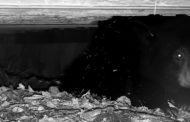 Catch The Live Bear Webcam Before It's Too Late