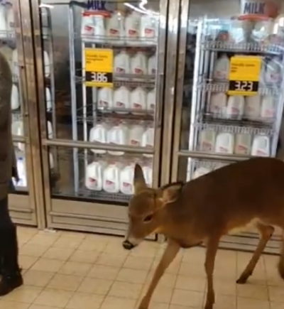 Deer Wanders Into Beaver Co. Supermarket ButlerRadio