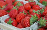 Soergel's Strawberry Festival Canceled After Dry Spell