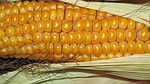 Local Sweet Corn Could Be Delayed