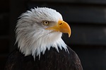 Injured Bald Eagle Dies