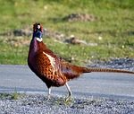 Hundreds Of Pheasants To Be Released