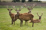Pa. Ranks High On Annual Deer Collision List