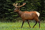 Pennsylvania Elk Season Begins Monday