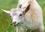 Penn State Offering Goat Meat Course