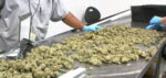 Lawmakers Propose Changes To Medical Marijuana Program