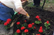 Local Gardening Club Restores Beauty To Doughboy Park