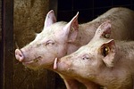 No Pigs At Butler Fair Due To African Swine Fever