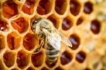 Butler Twp. Man Hoping To Spread Word On Benefits Of Beekeeping