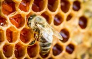 Butler Twp. Man Hoping To Spread Word On Benefits Of Beekeeping