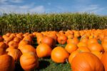 Pumpkin Fest Returns To Evans City