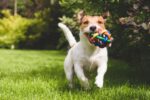 Alameda Park Holding Paint Your Pet Class