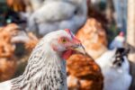 Avian Flu Continues To Spread In Central PA