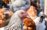 Avian Flu Wanes In Pennsylvania