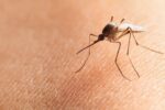 West Nile Virus Detected In Zelienople