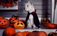 Cranberry Hosting Spooky Pet Photo Contest