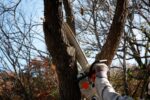 Butler Twp. To Begin Fall Tree Trimming