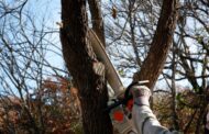 Butler Twp. Crews Trimming Trees