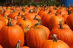 State Sponsoring Pumpkin Carving Contest