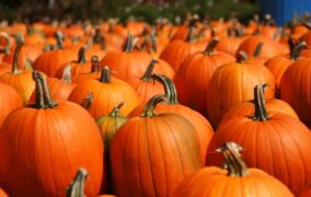 Pumpkinfest This Weekend in Evans City