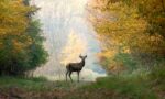 Game Commission Warns Drivers To Watch For Deer