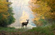 Pennsylvania Game Commission Accepting Paintings for Wildlife Contest