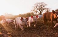 Prospect Animal Shelter Helping In Pig Rescue