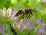 Presentation Will Focus On Local Bees