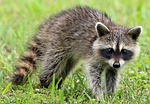Raccoon Hunting Season Expected To Be Longer
